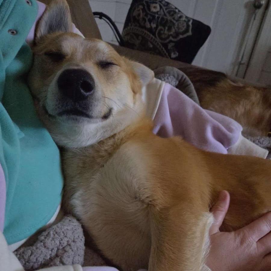 Enlarge Roberto (Wally), a Adoptable mixed breed in Greensboro, NC image 3/4