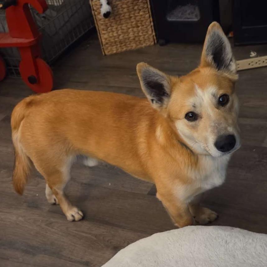 Enlarge Roberto (Wally), a Adoptable mixed breed in Greensboro, NC image 4/4