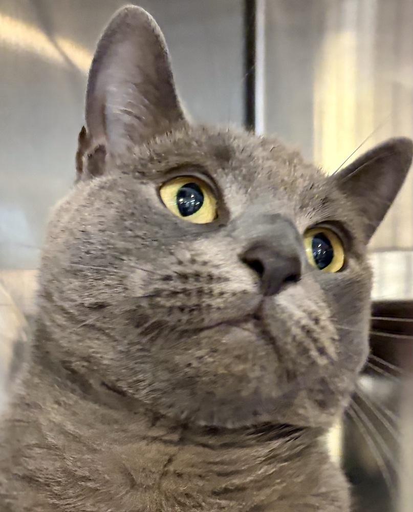 Enlarge WILLOW, a Adoptable mixed breed in Southbury, CT image 1/6