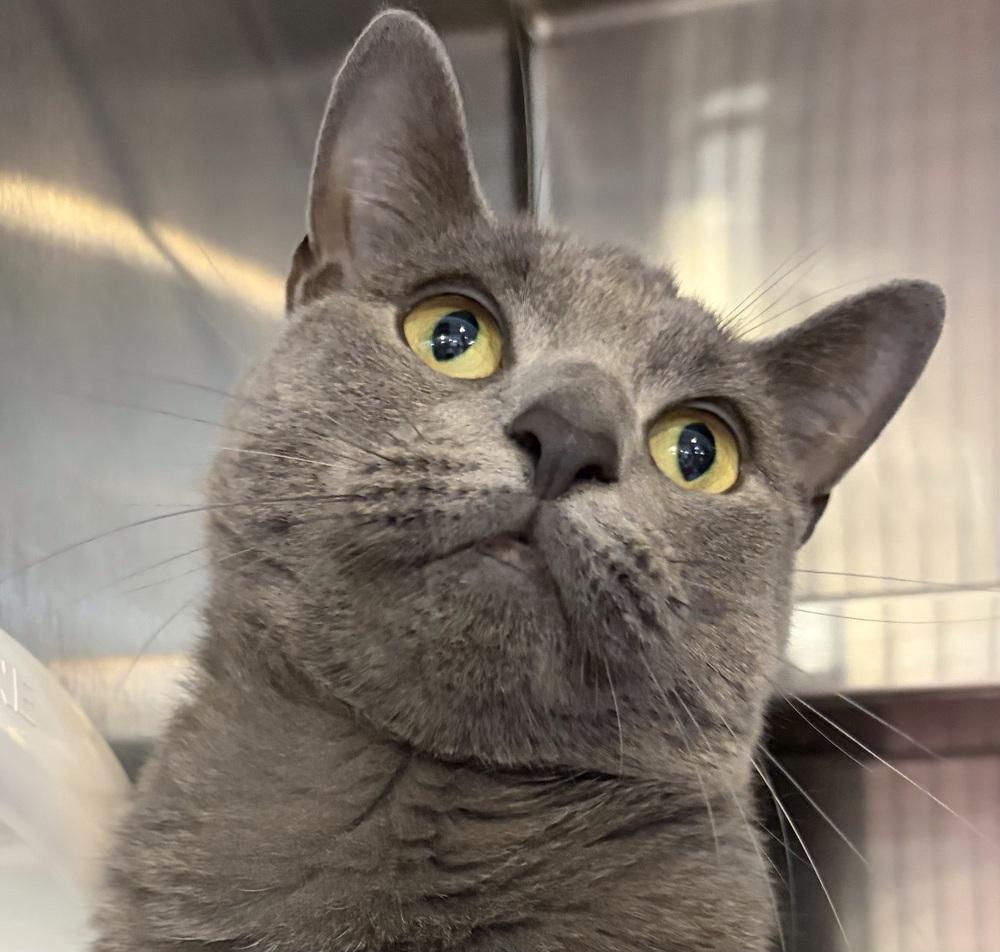 Enlarge WILLOW, a Adoptable mixed breed in Southbury, CT image 2/6