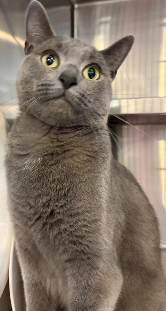 Enlarge WILLOW, a Adoptable mixed breed in Southbury, CT image 3/6