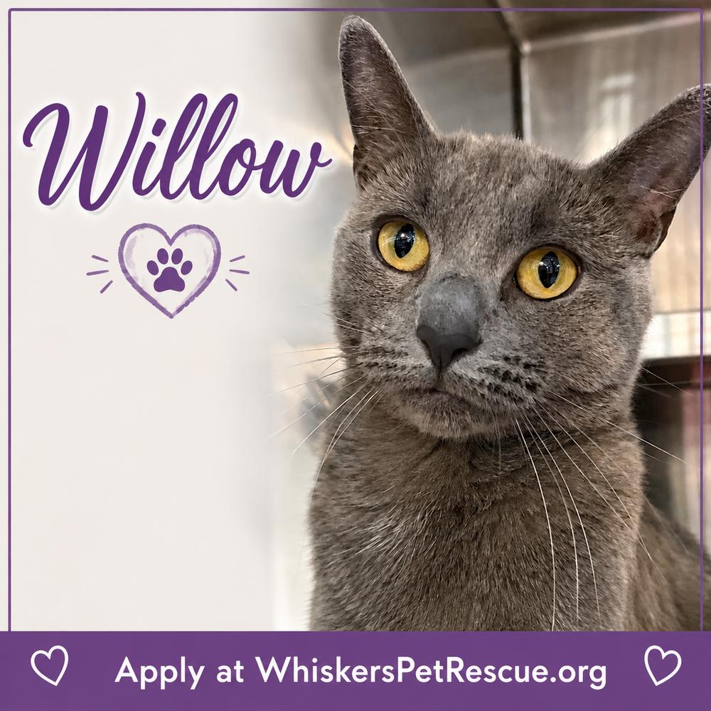 Enlarge WILLOW, a Adoptable mixed breed in Southbury, CT image 4/6