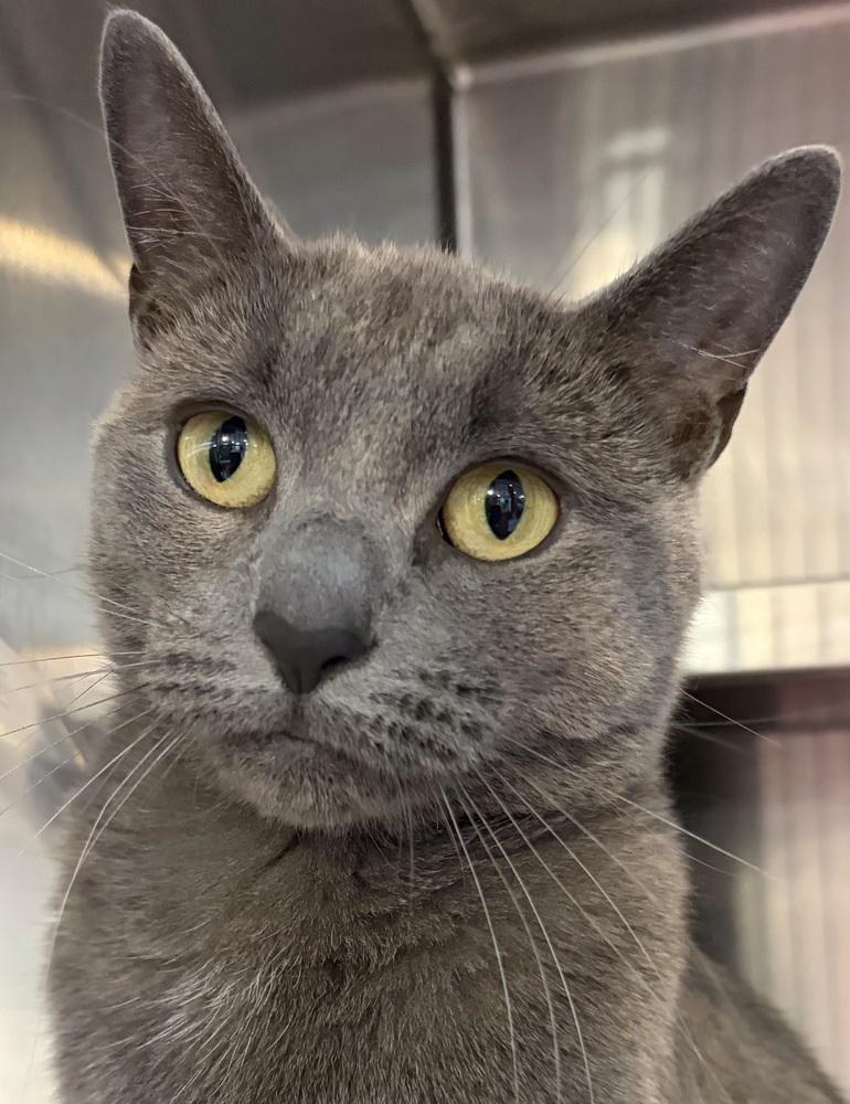 Enlarge WILLOW, a Adoptable mixed breed in Southbury, CT image 5/6