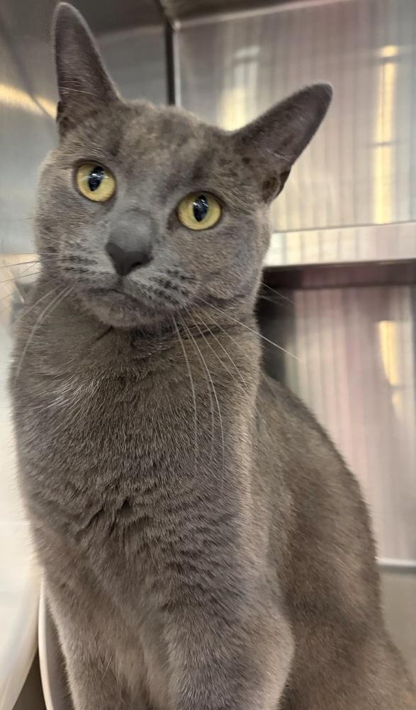 Enlarge WILLOW, a Adoptable mixed breed in Southbury, CT image 6/6