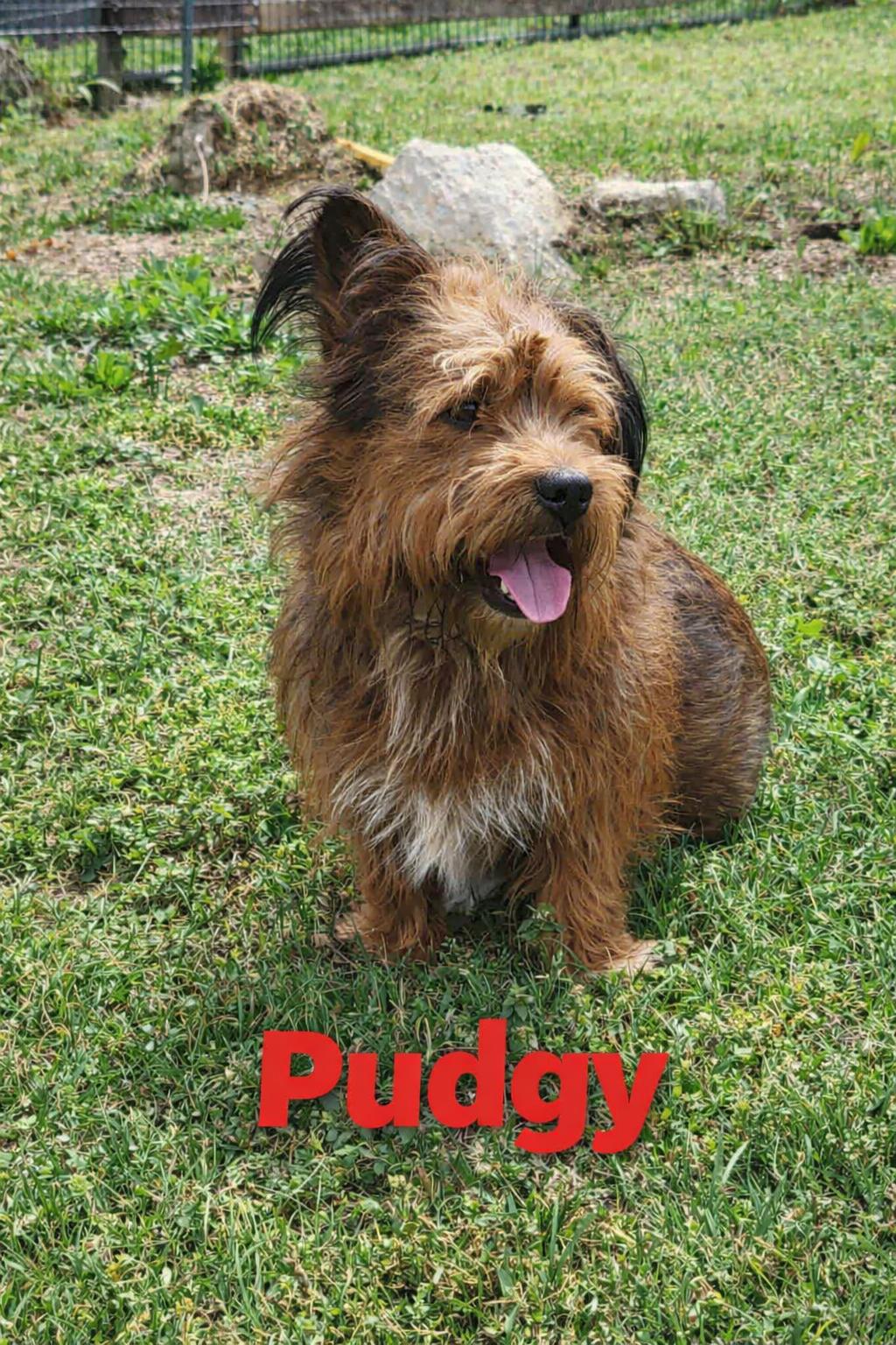 Enlarge Pudgy, an adopted mixed breed in Bolivar, TN image 1/1