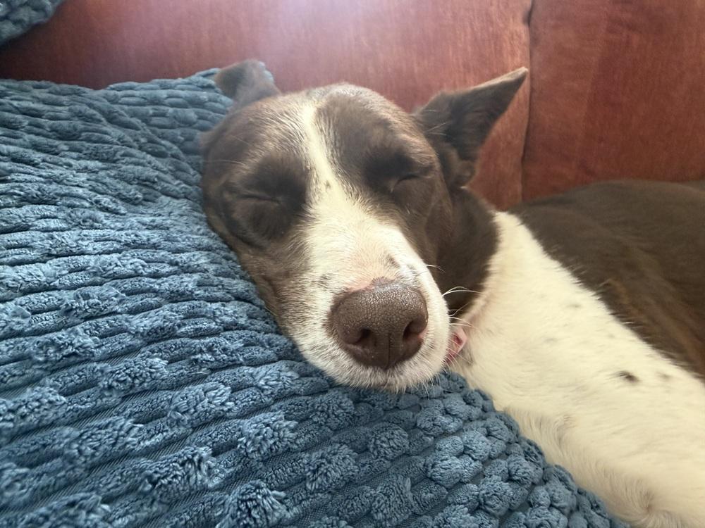 Ruby, Adoptable, Young Female Cattle Dog & Mixed Breed.