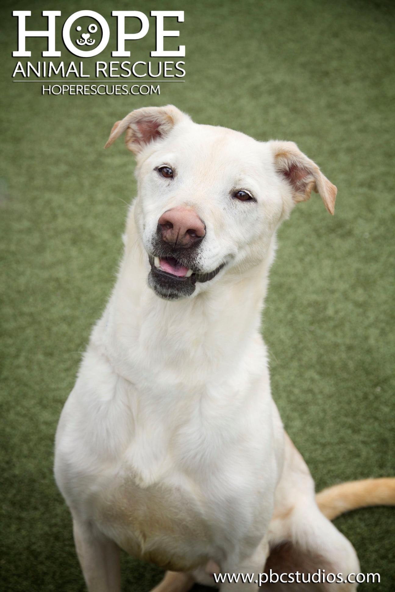 Enlarge Archie, a Adoptable mixed breed in Godfrey, IL image 1/3