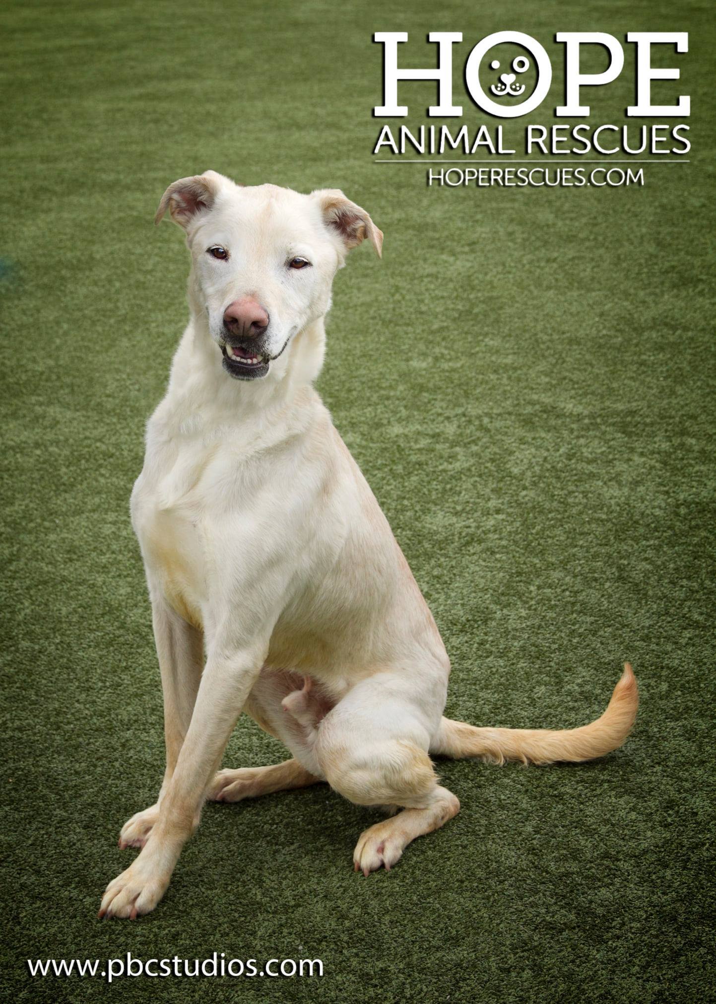 Enlarge Archie, a Adoptable mixed breed in Godfrey, IL image 3/3