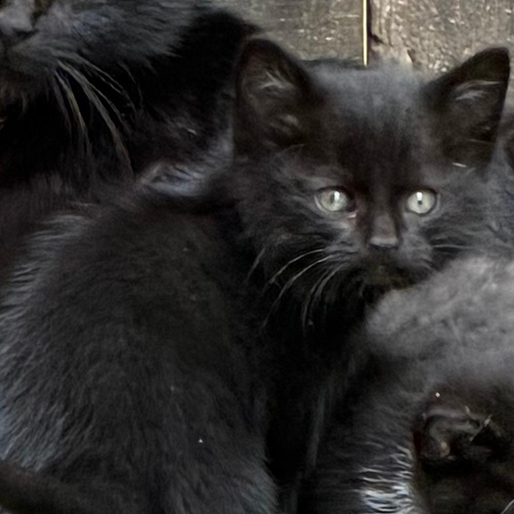 Enlarge Grimlock, a Adoptable Domestic Medium Hair in Redwood City, CA image 1/1
