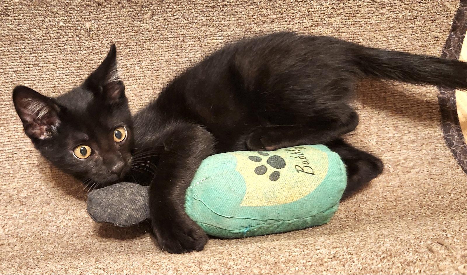 Carter, Adopted, Kitten Male Domestic Short Hair.