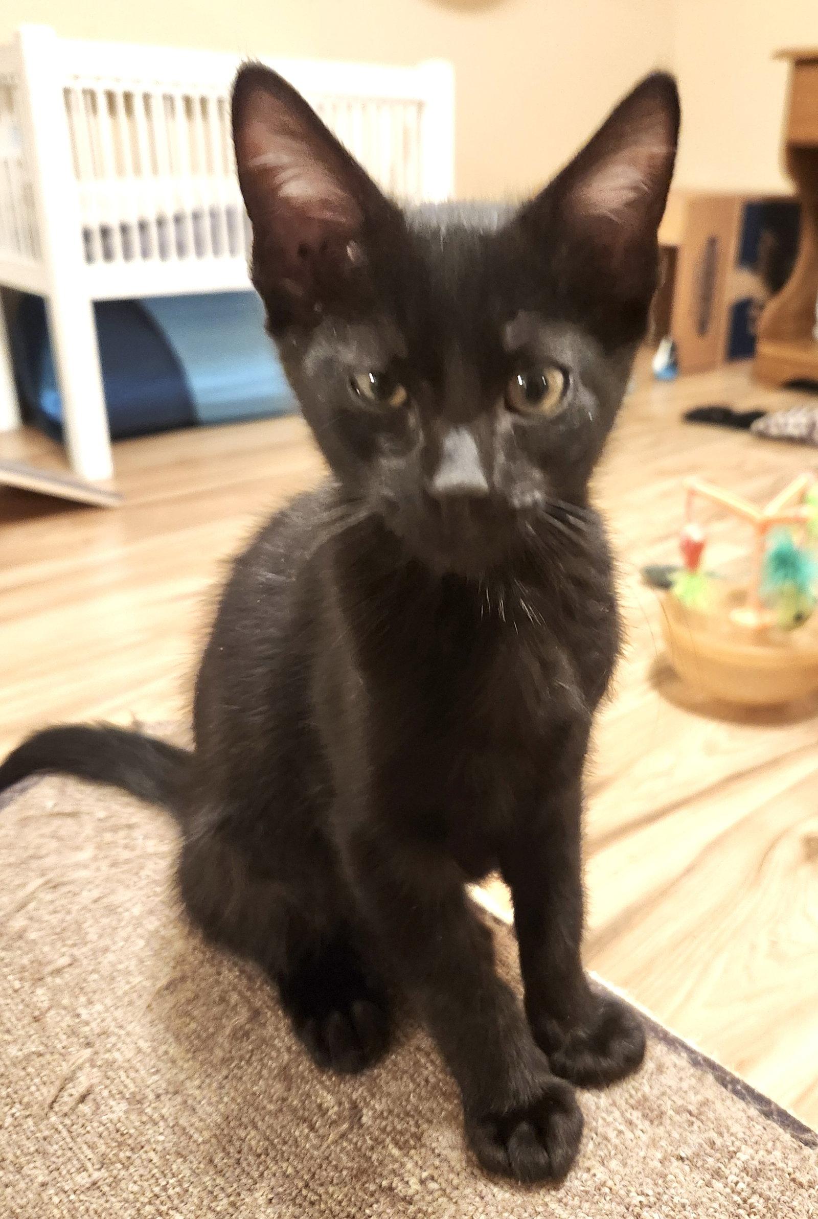 Enlarge Carter, a Adopted Domestic Short Hair in Shawnee, KS image 2/3