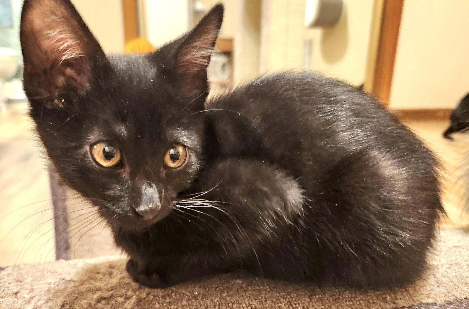 Enlarge Carter, a Adopted Domestic Short Hair in Shawnee, KS image 3/3