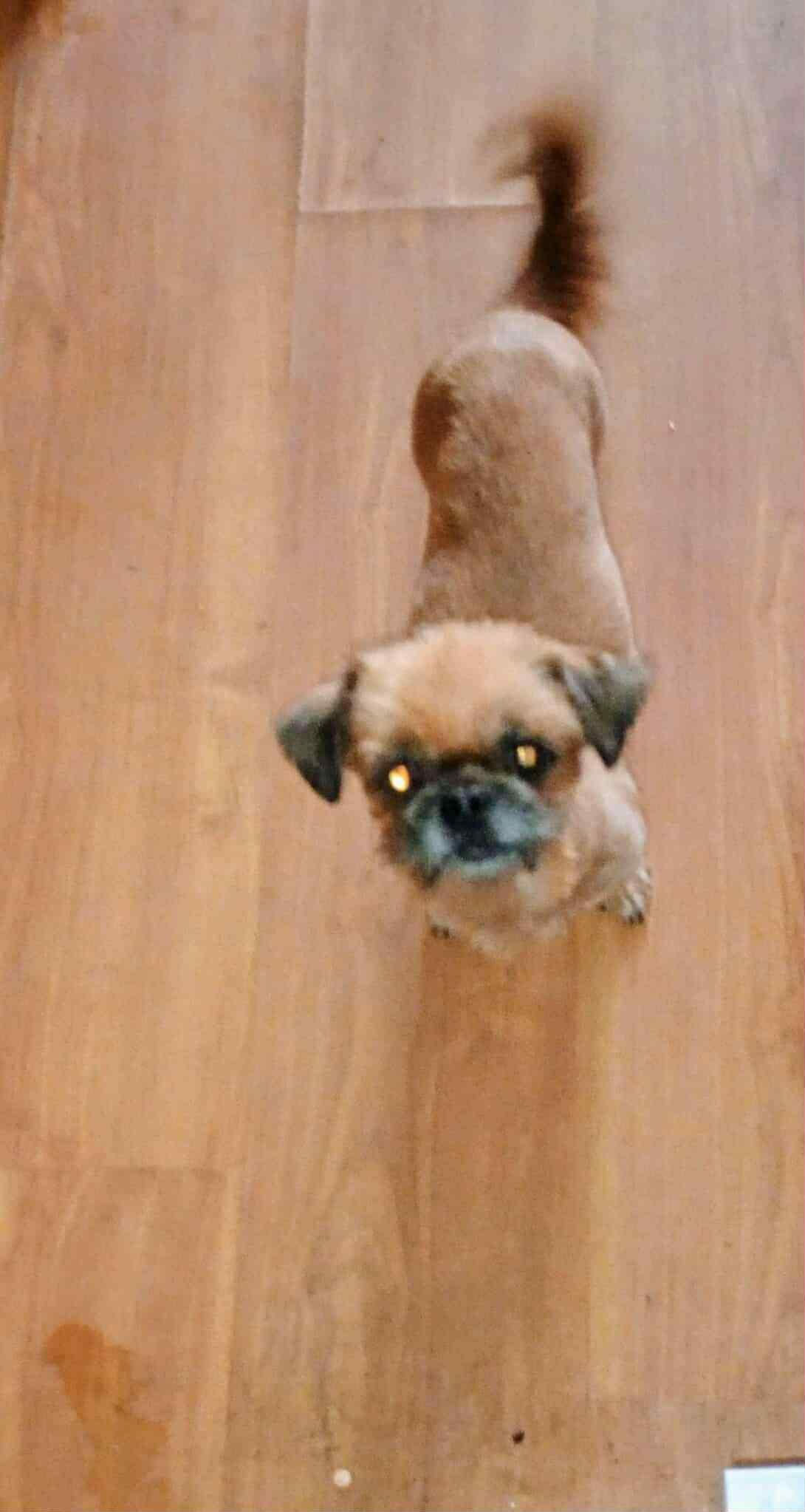2-Foster Home Needed
