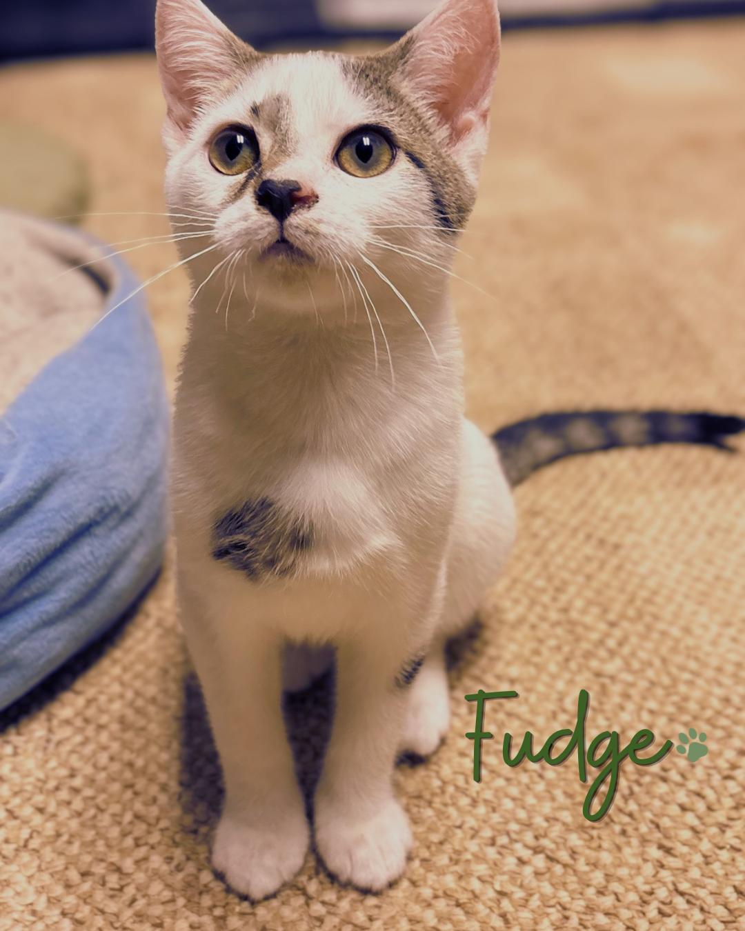 Fudge, Adopted, Kitten Male Domestic Short Hair & Persian.