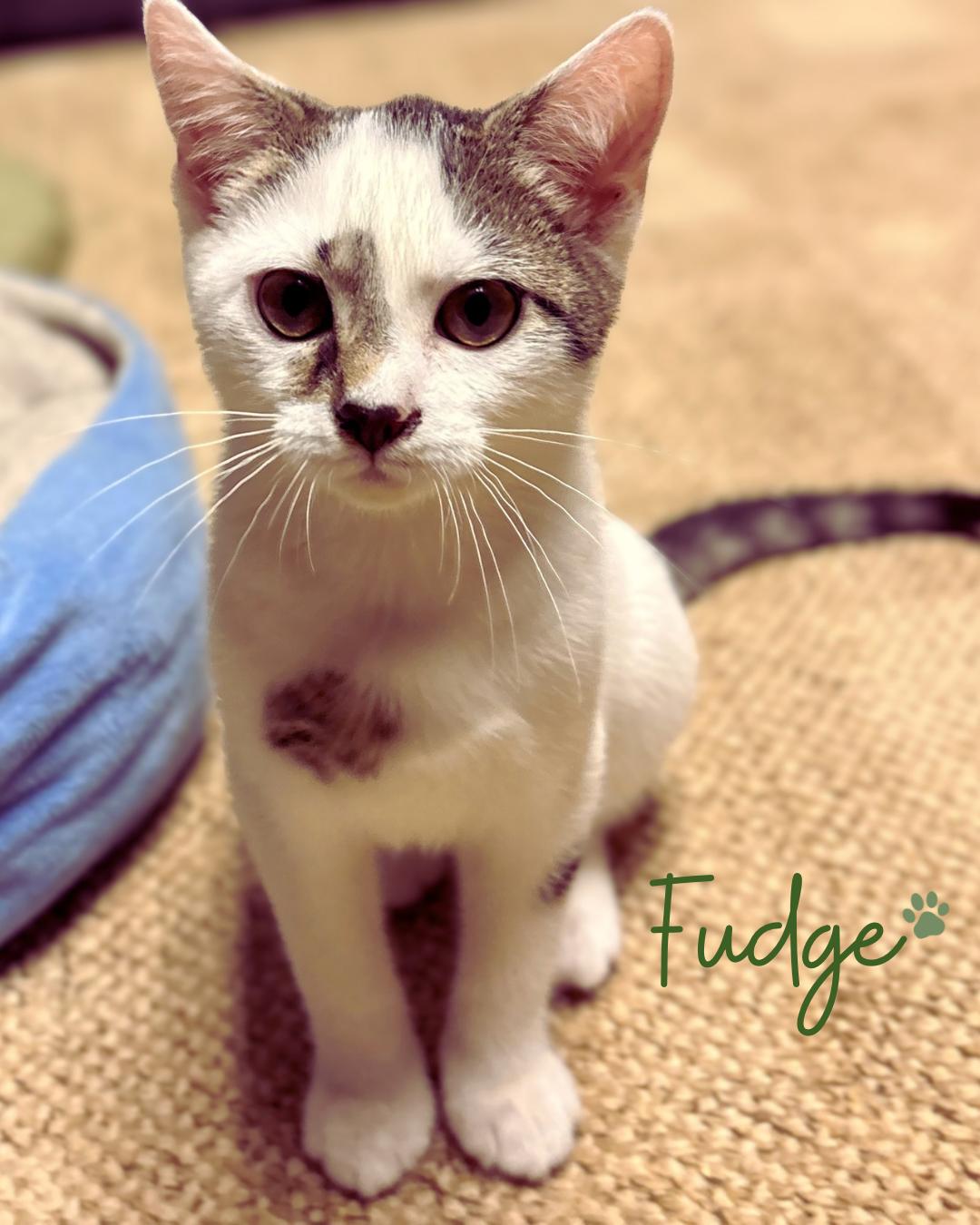 Enlarge Fudge, a Adopted mixed breed in Austintown, OH image 3/3