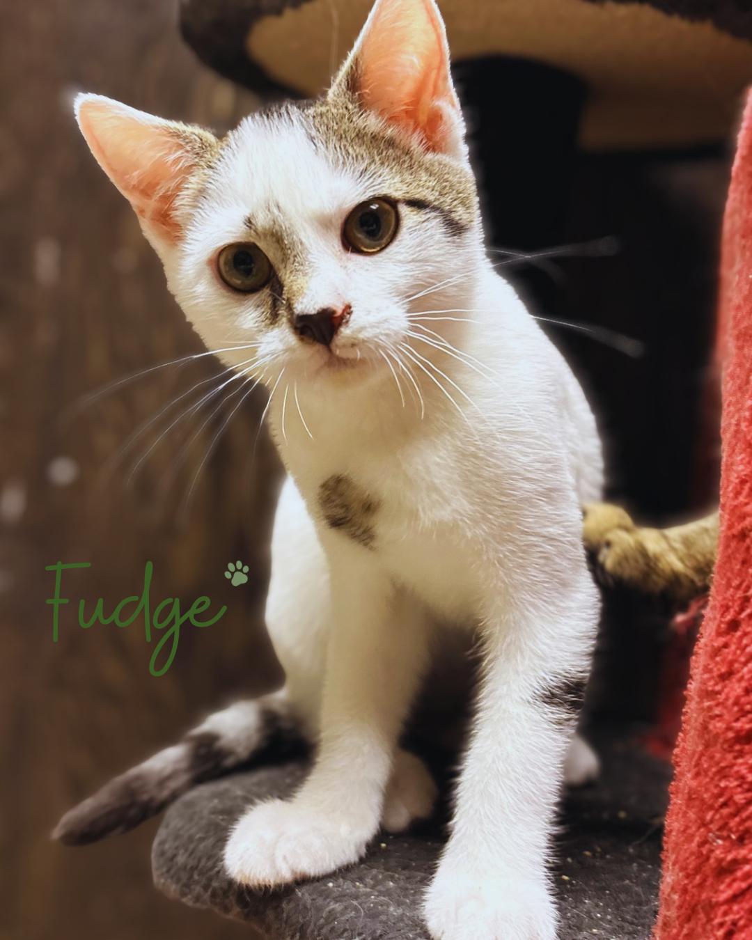 Enlarge Fudge, a Adopted mixed breed in Austintown, OH image 2/3