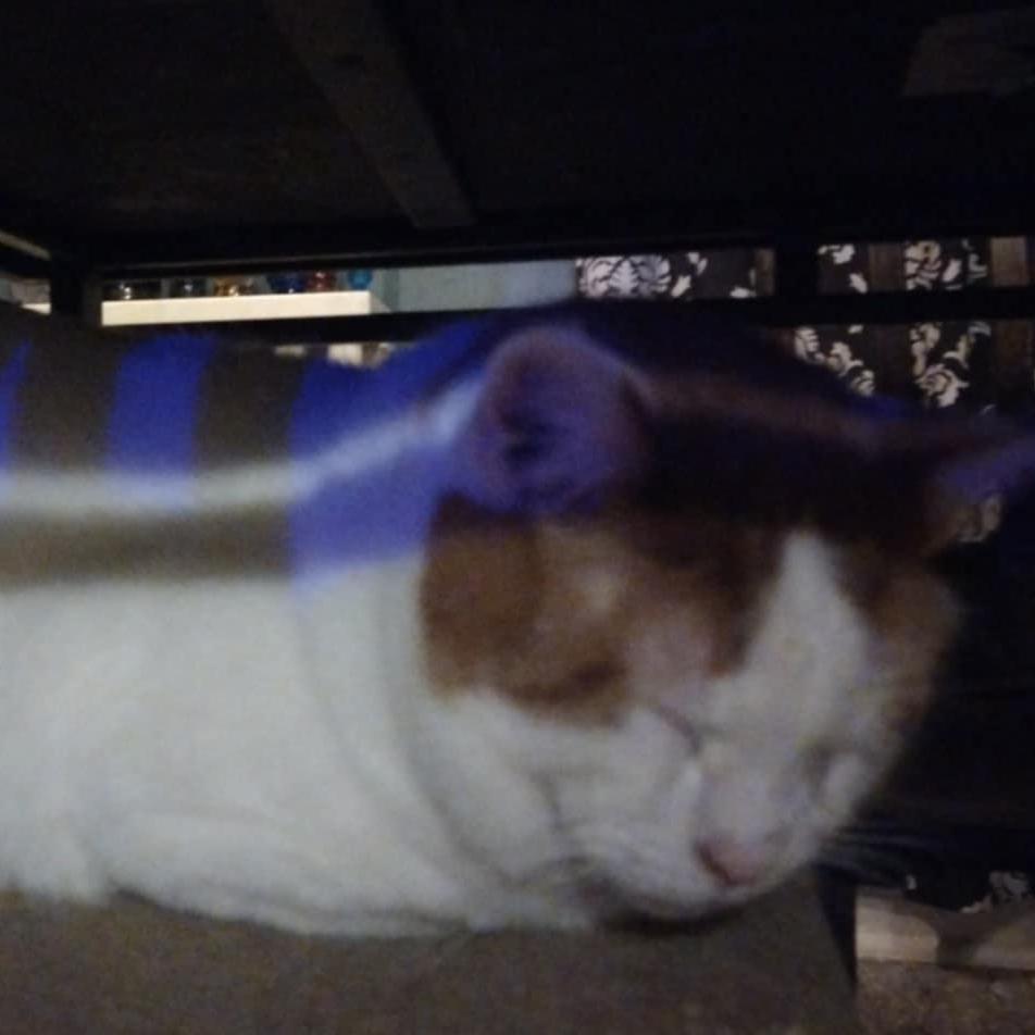 Carlisle, Adoptable, Adult Male Domestic Short Hair.