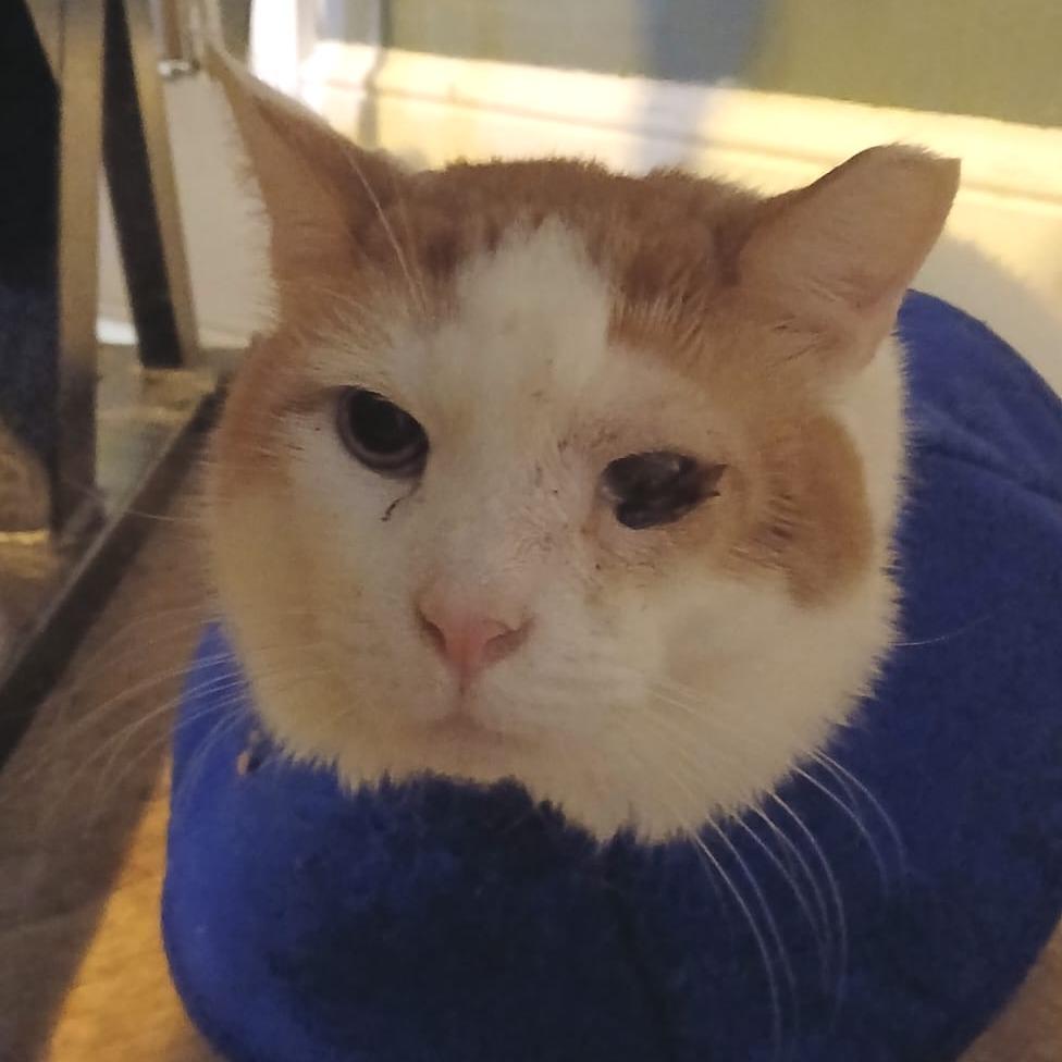 Enlarge Carlisle, a Adoptable Domestic Short Hair in Winchester, VA image 2/4