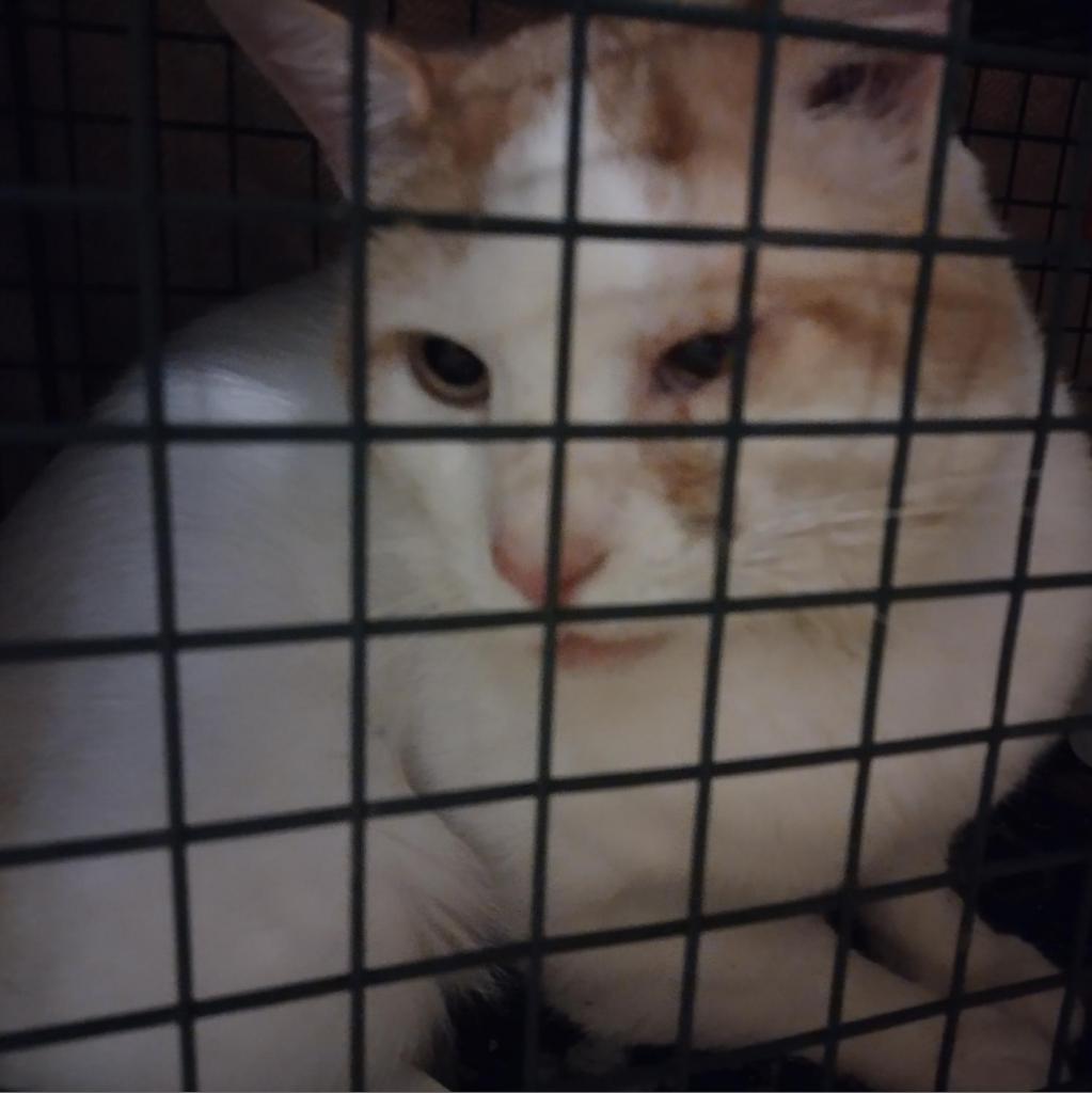 Enlarge Carlisle, a Adoptable Domestic Short Hair in Winchester, VA image 3/4