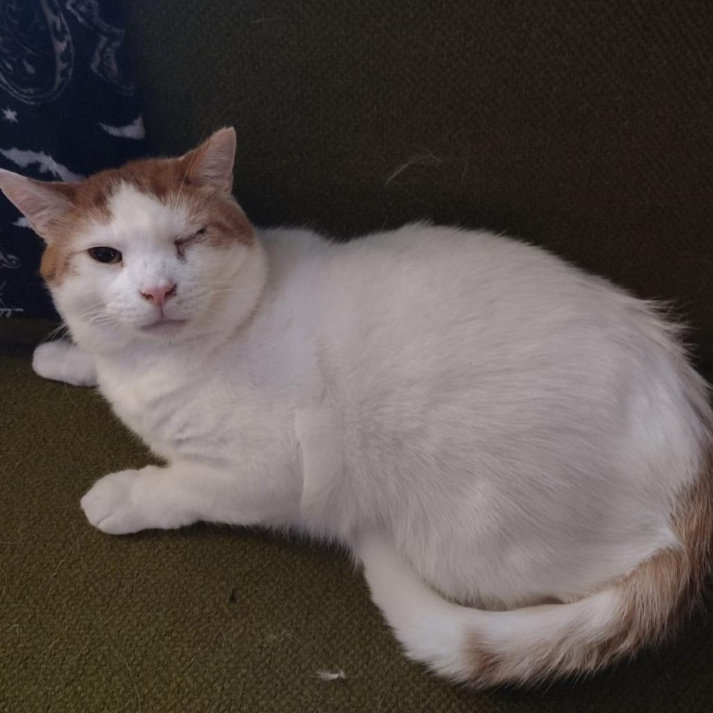 Enlarge Carlisle, a Adoptable Domestic Short Hair in Winchester, VA image 4/4