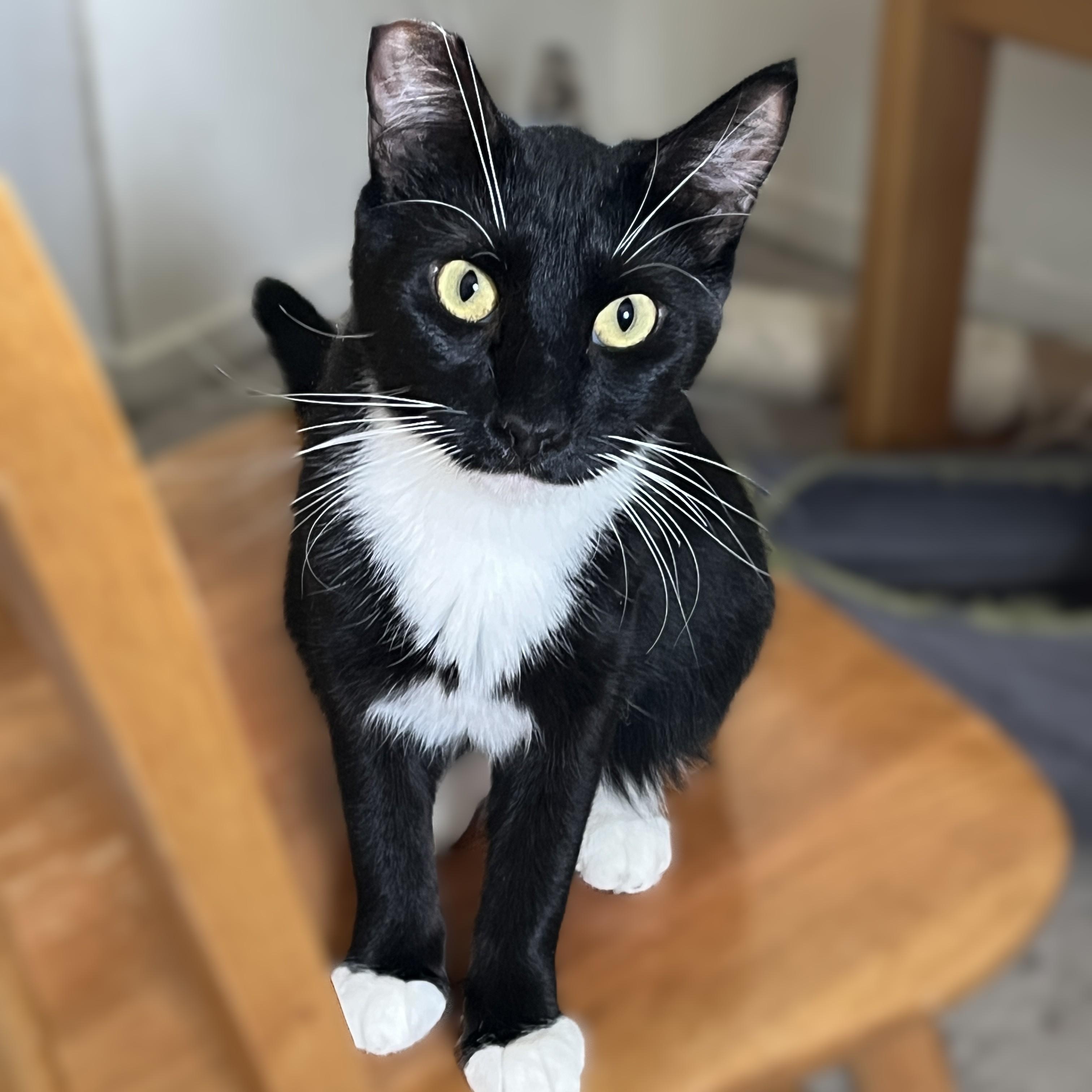 Maya, Young Female Domestic Short Hair