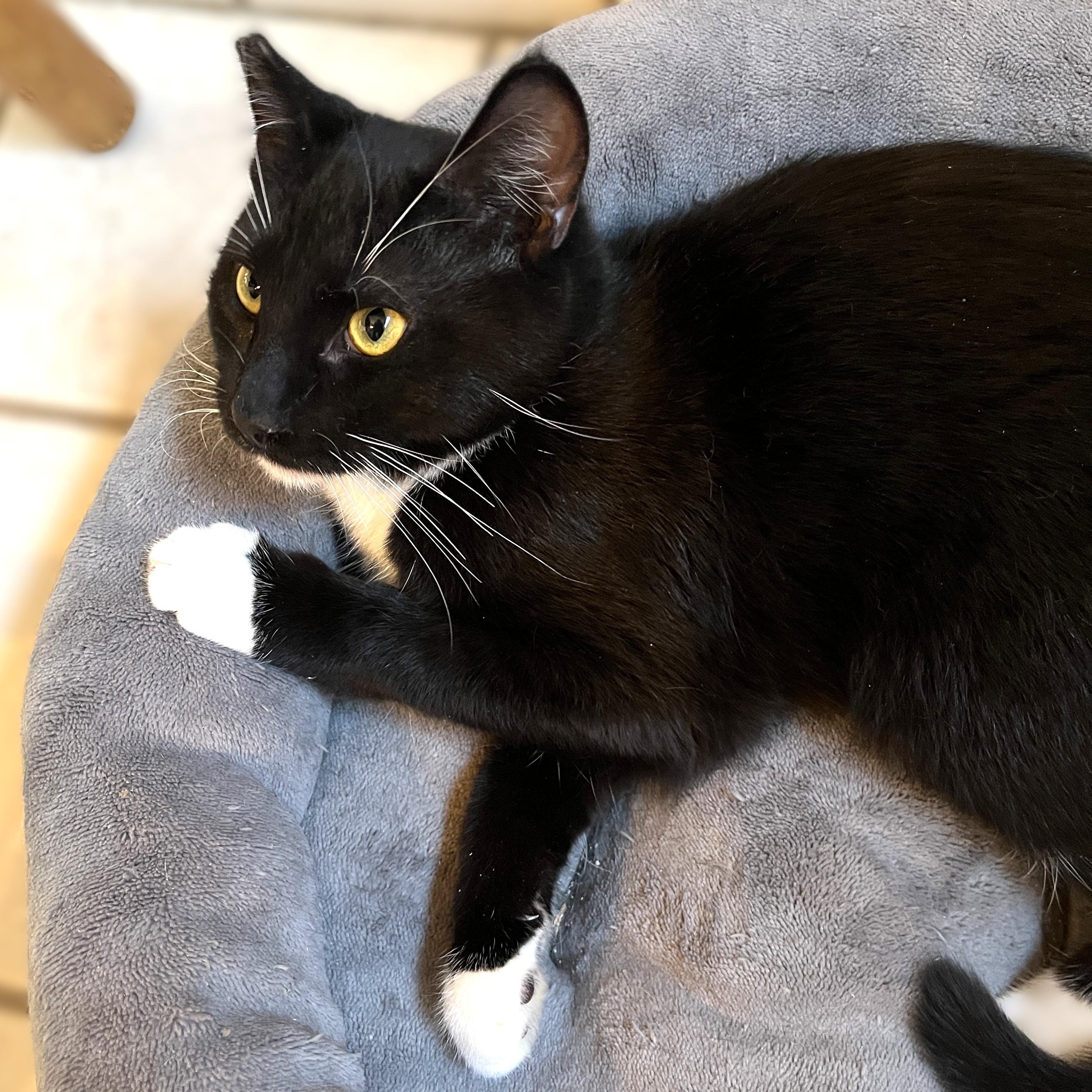 Maya, a Adoptable Domestic Short Hair in Shingletown, CA image 2/5