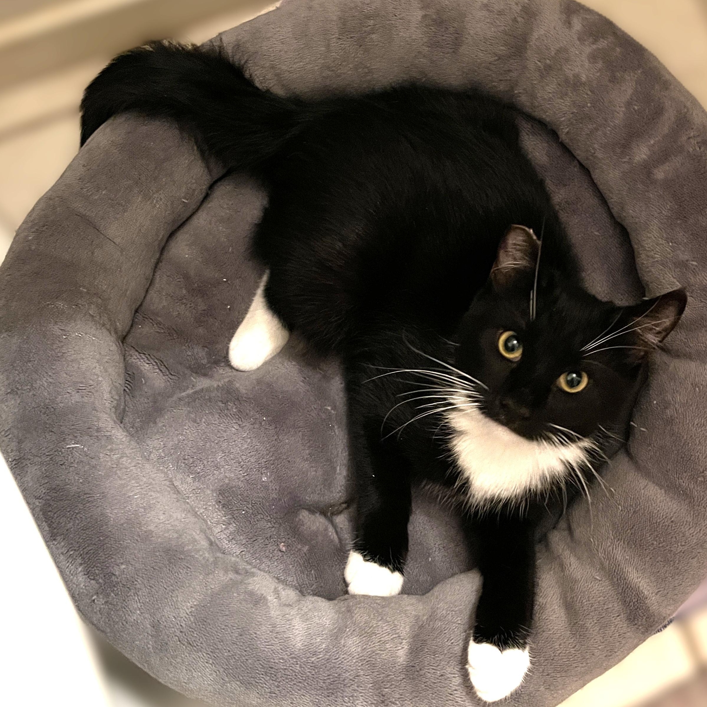 Maya, a Adoptable Domestic Short Hair in Shingletown, CA image 3/5