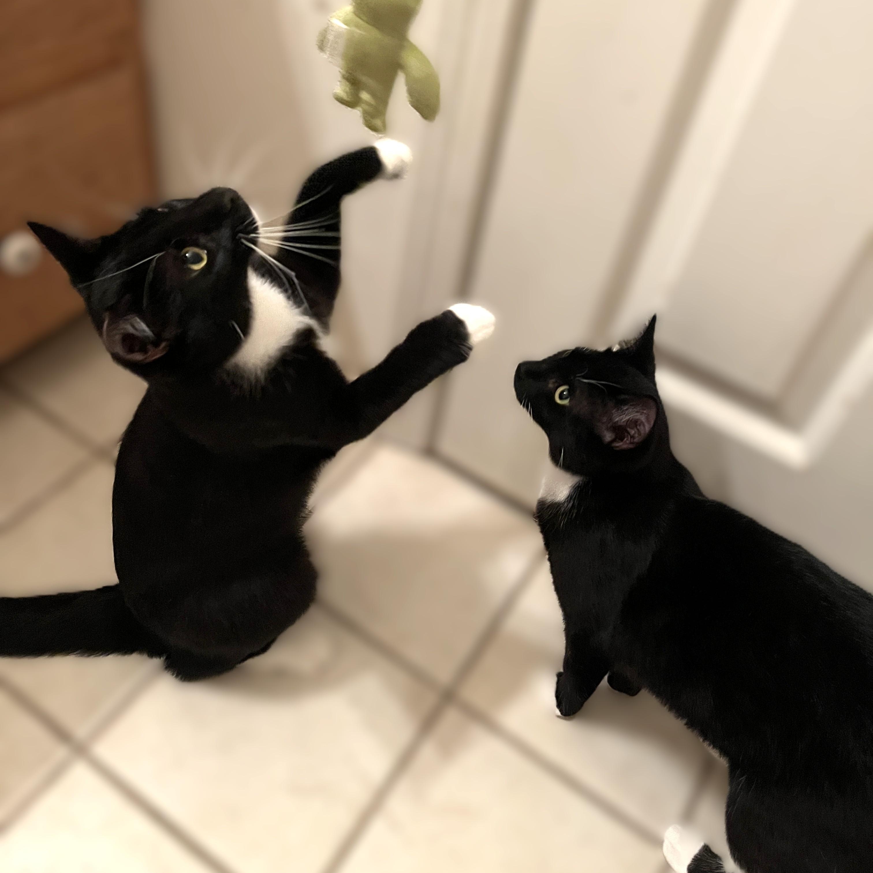 Maya, a Adoptable Domestic Short Hair in Shingletown, CA image 4/5