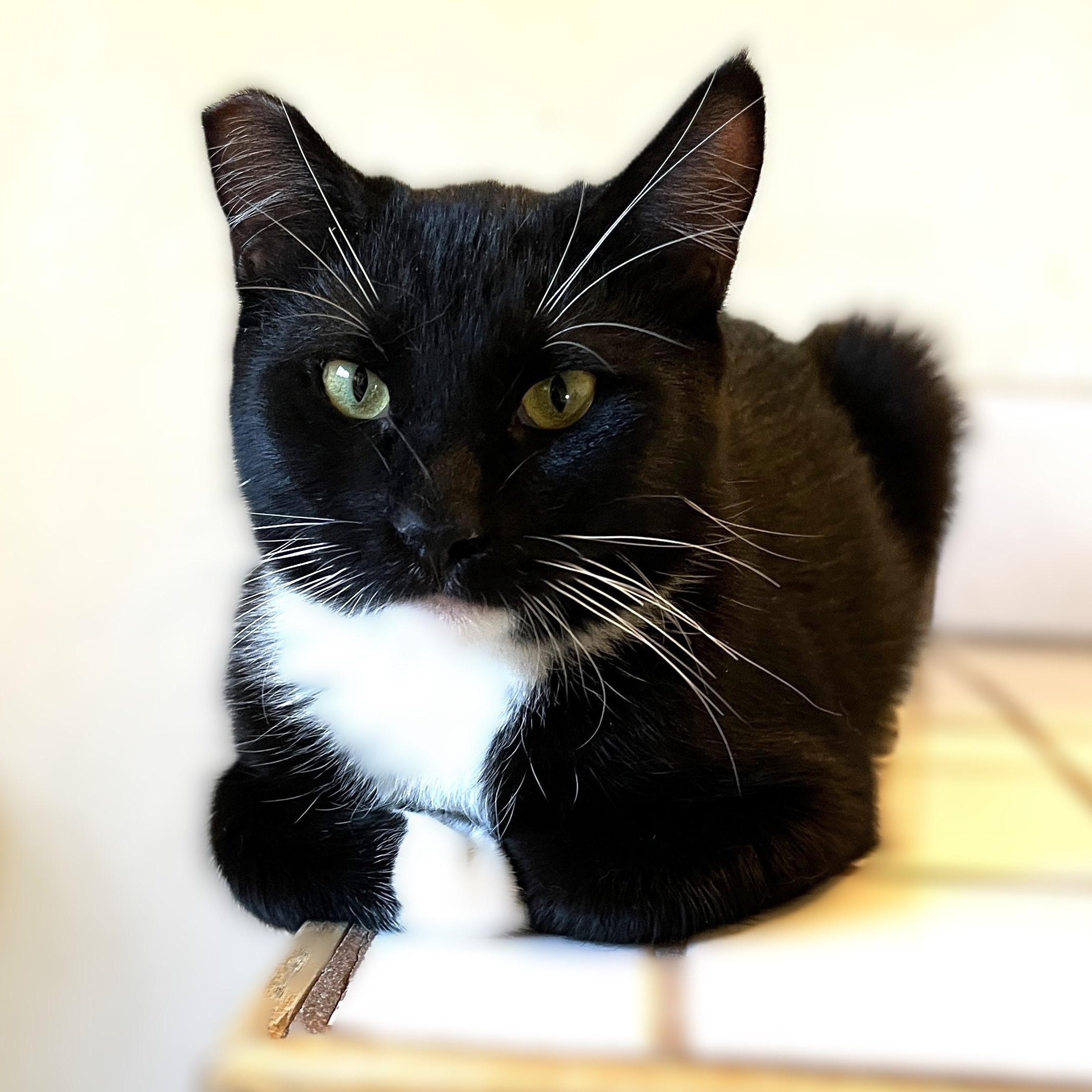 Maya, a Adoptable Domestic Short Hair in Shingletown, CA image 5/5