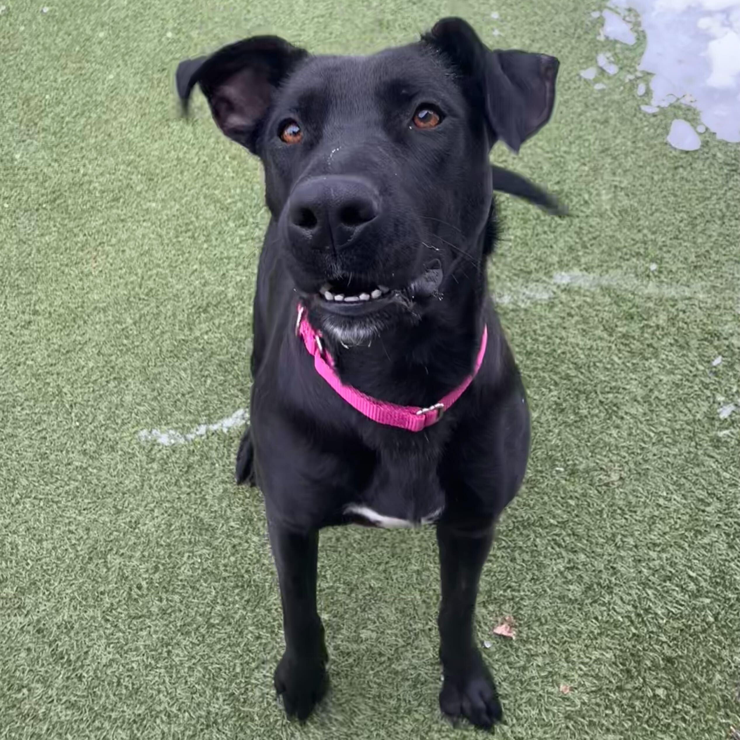 Tori, an adopted mixed breed in New Bedford, MA image 1/3
