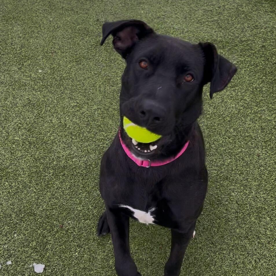 Tori, an adopted mixed breed in New Bedford, MA image 2/3