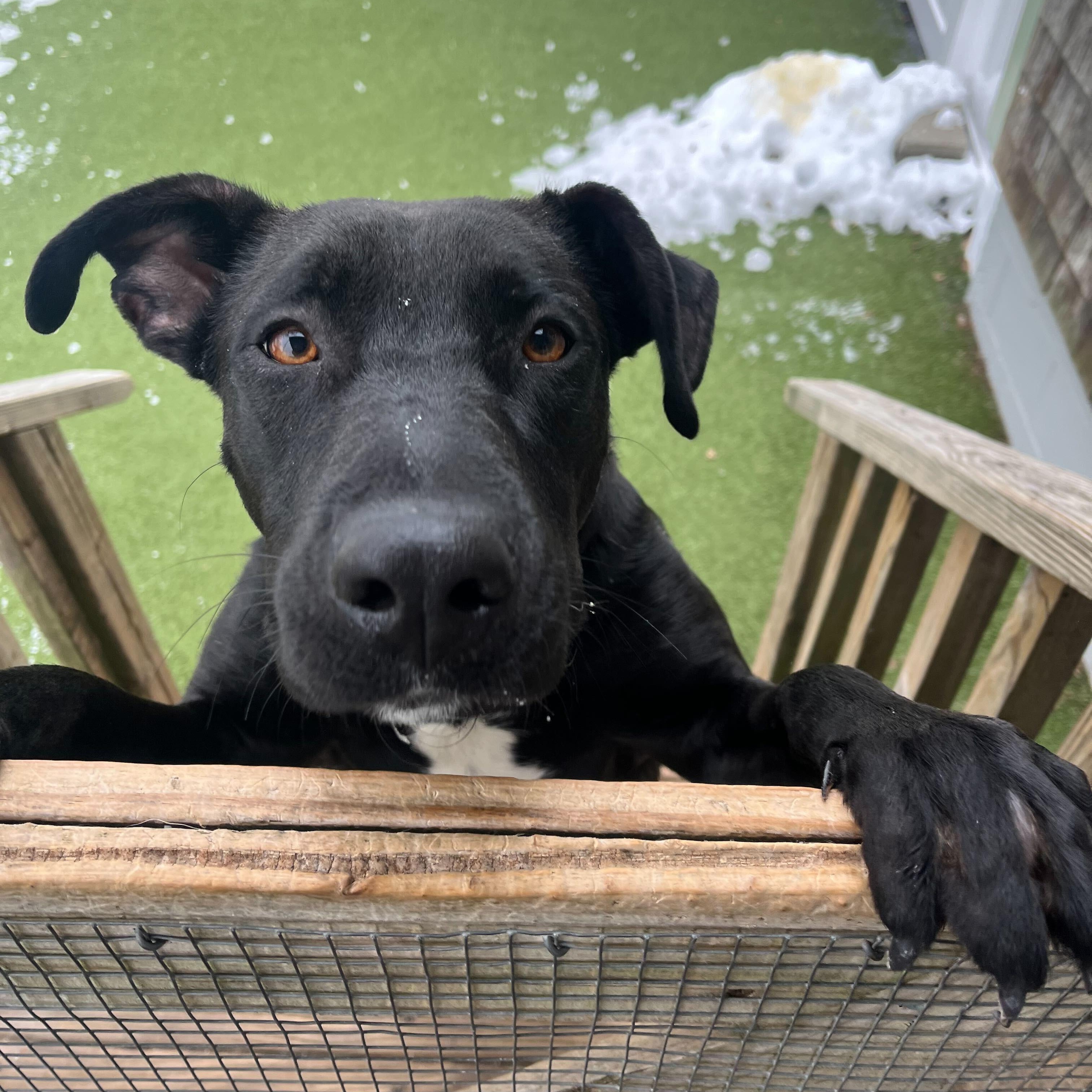 Tori, an adopted mixed breed in New Bedford, MA image 3/3