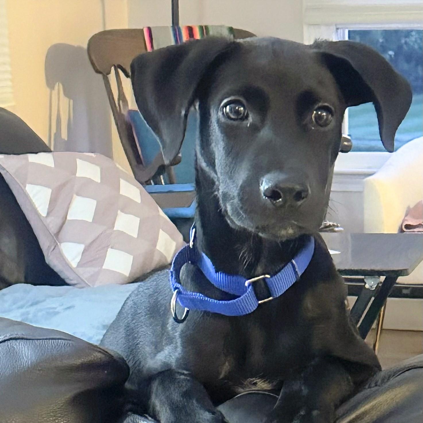 Salem - Fostered in Massachusetts