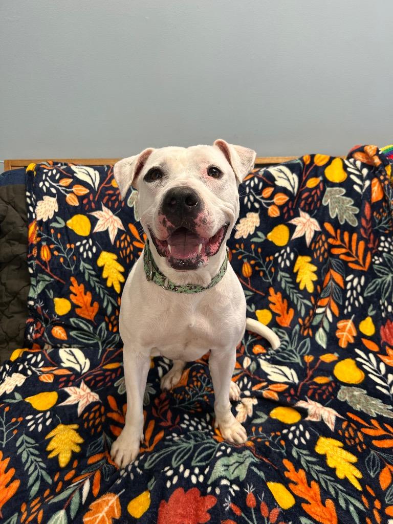 Gloria, Adoptable, Young Female Pit Bull Terrier.