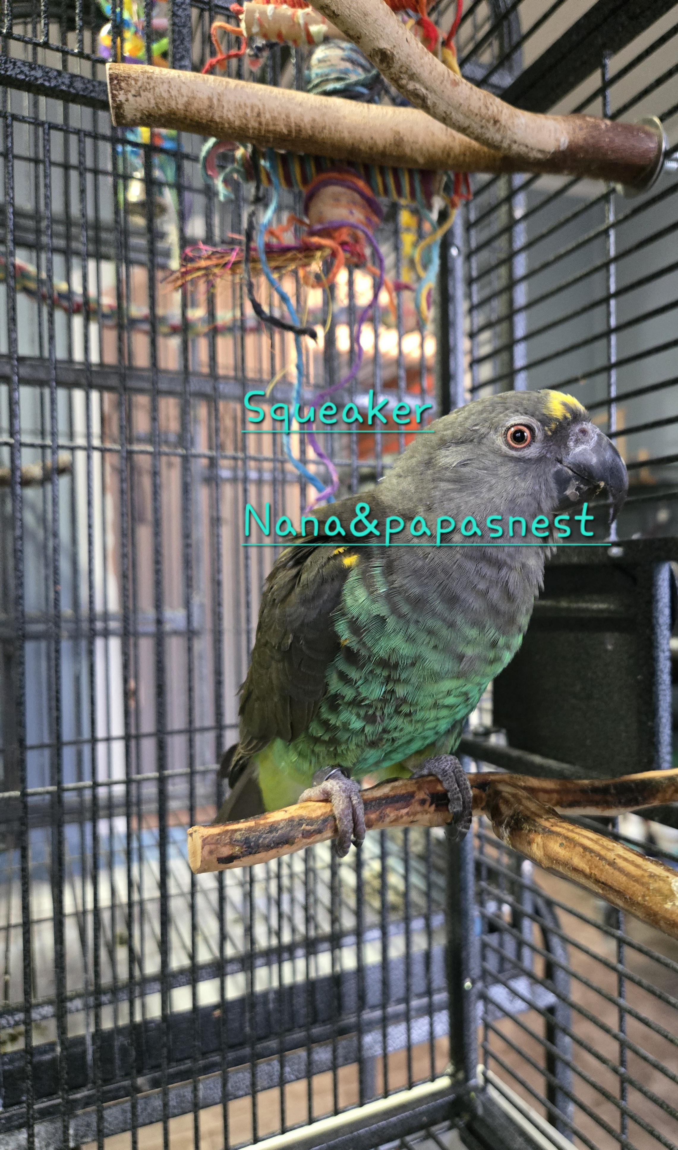 Squeaker, ADOPTABLE, Adult Male Parrot (Other).
