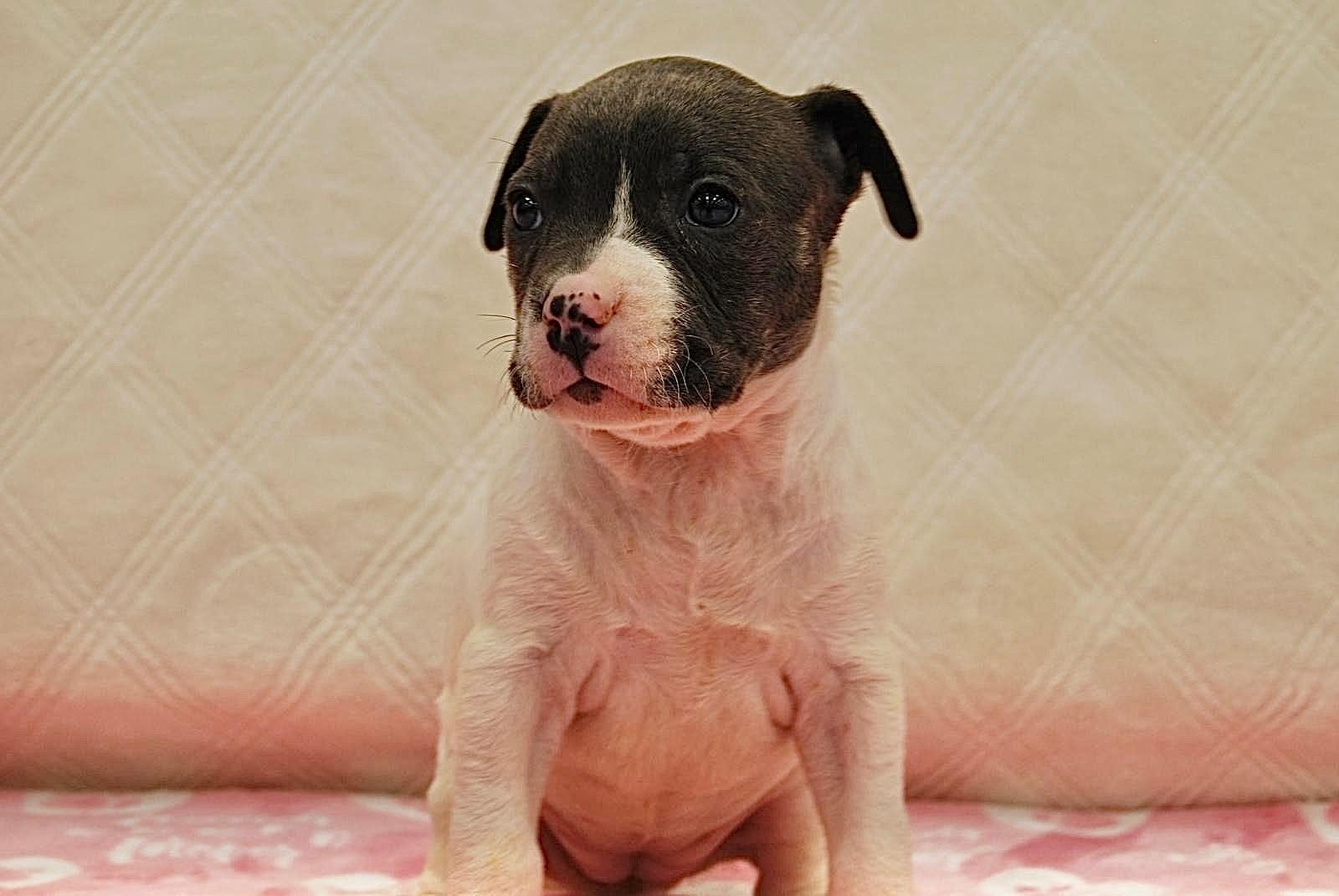 EMERALD, ADOPTABLE, Young Female Bulldog.