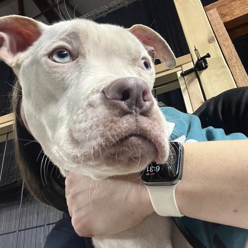 Beethoven Clu Tiny and Sweet