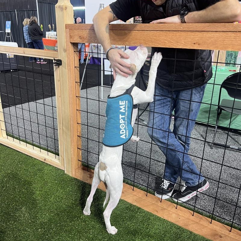 Beethoven Clu Tiny and Sweet — thumbnail 3