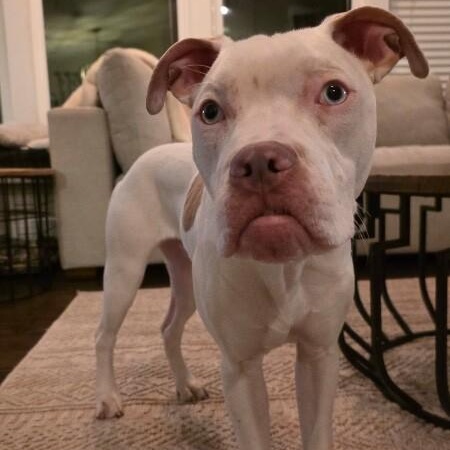 Beethoven Clu Tiny and Sweet — thumbnail 4