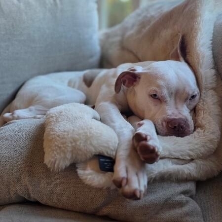 Beethoven Clu Tiny and Sweet — thumbnail 5