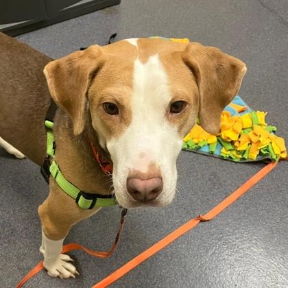 Remi, Adoptable, Adult Male Hound & Mixed Breed.