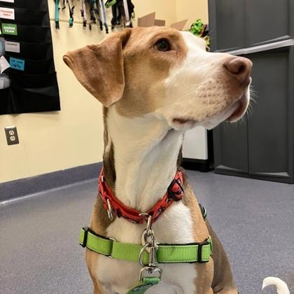 Enlarge Remi, a Adoptable mixed breed in Richmond, VA image 2/3