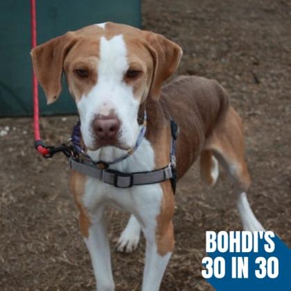 Remi, Adoptable, Adult Male Hound & Mixed Breed.