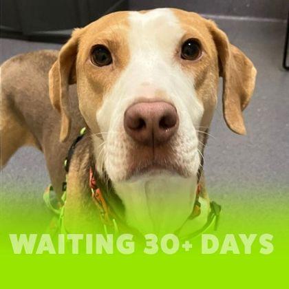 Enlarge Remi, a Adoptable mixed breed in Richmond, VA image 3/3