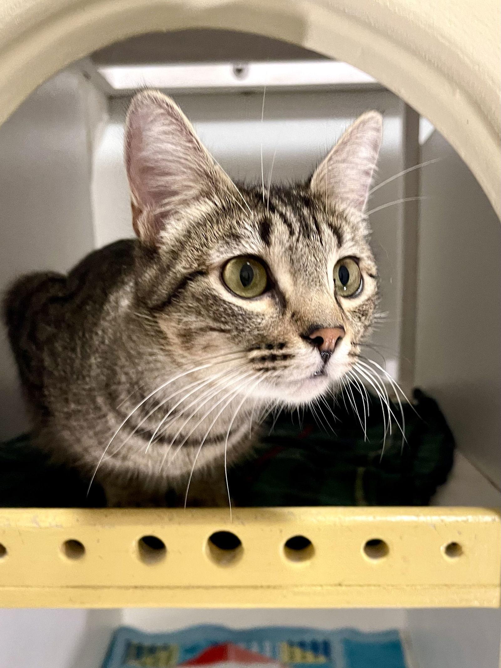 Enlarge Sally, a Adoptable Domestic Short Hair in Oakland, CA image 1/3