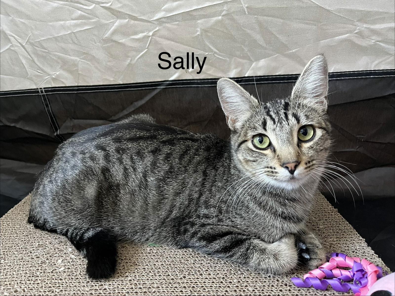 Enlarge Sally, a Adoptable Domestic Short Hair in Oakland, CA image 2/3
