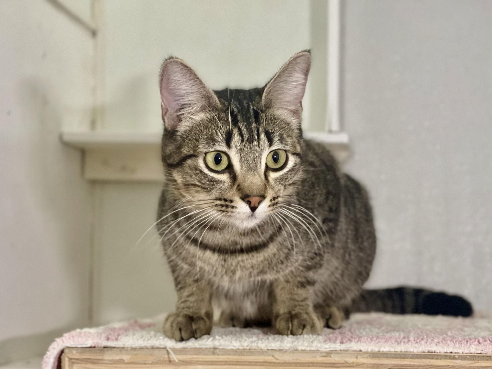 Enlarge Sally, a Adoptable Domestic Short Hair in Oakland, CA image 3/3