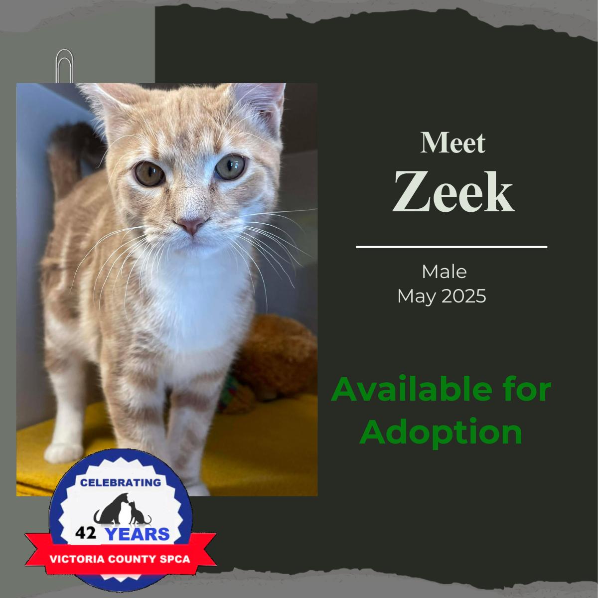 Zeek, adopted, Adult Male Domestic Short Hair.