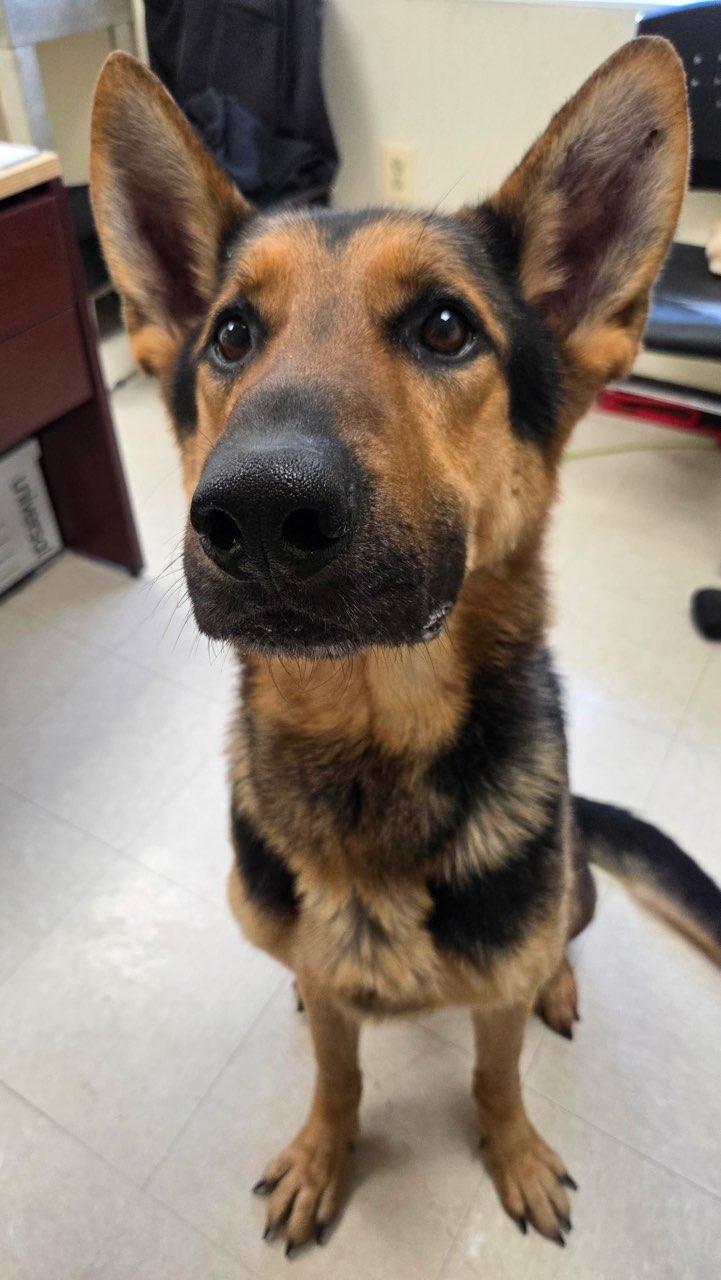 Otto Kemp , ADOPTABLE, Adult Male German Shepherd Dog.