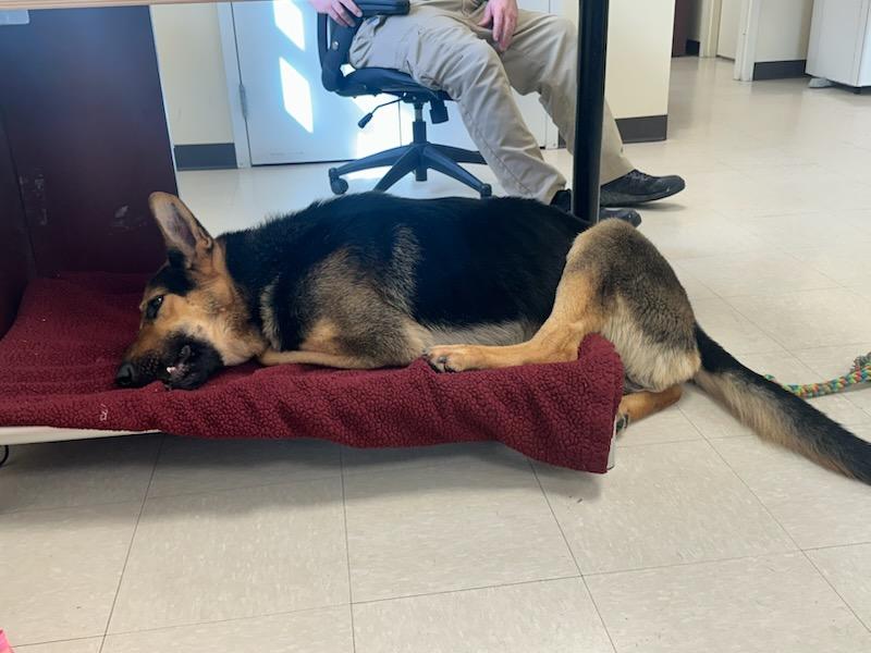 Enlarge Otto Kemp , a ADOPTABLE German Shepherd Dog in Clayton, NJ image 2/2